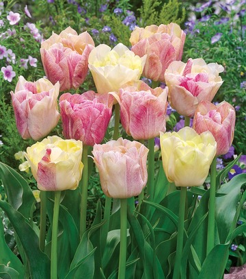 Tulipa - Tulipan Silk Road 11/12 1 Szt.