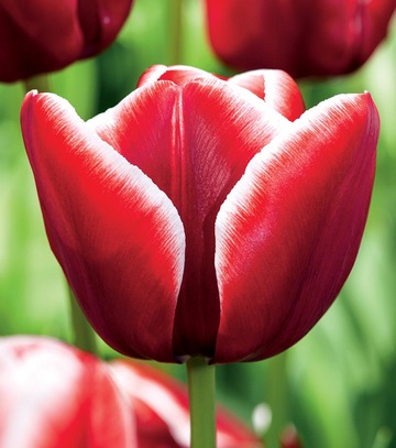 Tulipa - Tulipan Armani 11/12 1 Szt.