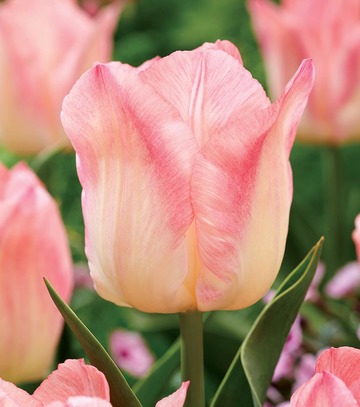 Tulipa - Tulipan Pink Dream 11/12 1 Szt.