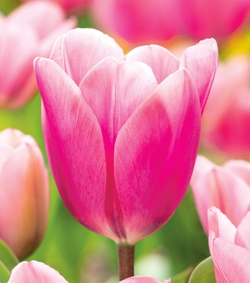 Tulipa - Tulipan Big Love 12/+ 1 Szt.