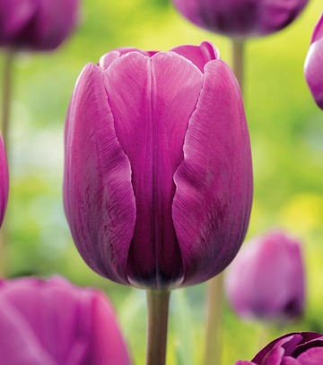 Tulipa - Tulipan Negrita 11/12 1 Szt.