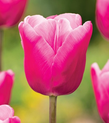 Tulipa - Tulipan Jumbo Pink 12/+ 1 Szt.