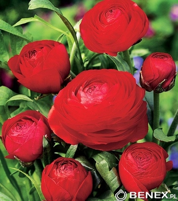 Singiel Ranunculus - Jaskier Czerwony  6/+ 100 Szt.