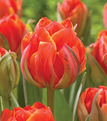 Singiel Tulipa - Tulipan Queensday 12/+ 50 Szt.