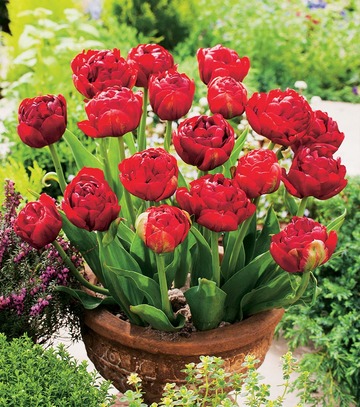 Singiel Tulipa - Tulipan Red Baby 10/+ 30 Szt.