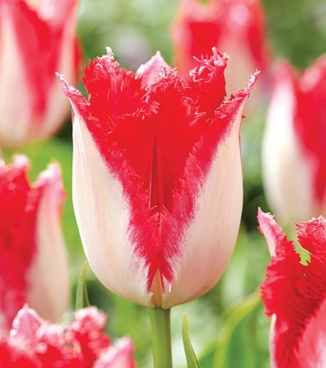 Singiel Tulipa - Tulipan Sweets Paradise 11/12 50 Szt.