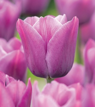 Singiel Tulipa - Tulipan Violet Beauty 11/12 50 Szt.