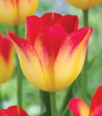 Singiel Tulipa - Tulipan Suncatcher 11/12 50 Szt.