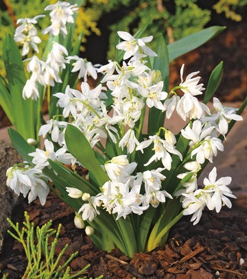 Singiel Scilla - Cebulica Sibirica White 7/8 100 Szt.