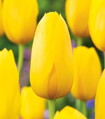 Singiel Tulipa - Tulipan Muscadet 11/12 50 Szt.