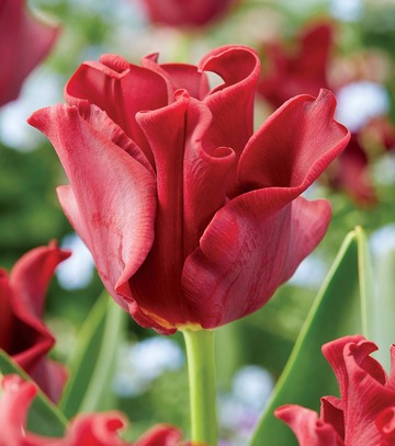 Singiel Tulipa - Tulipan Red Dress 12/+ 30 Szt.
