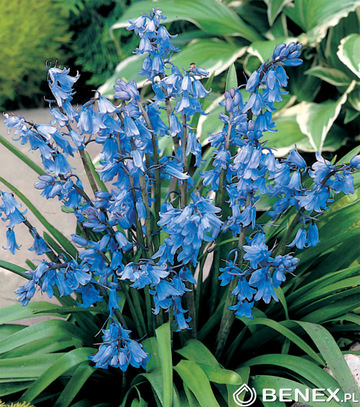 Singiel Scilla Campanulata - Cebulica Hiszpańska Niebieska 8/10 100 Szt.