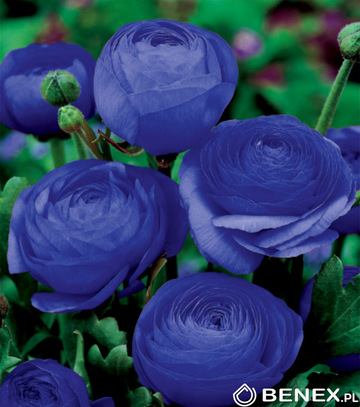 Singiel Ranunculus - Jaskier Niebieski 6/+ 50 Szt.