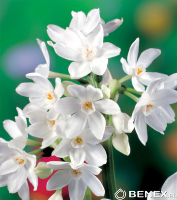 Singiel Narcissus - Narcyz Pepperzziva White 12/+ 30 Szt.
