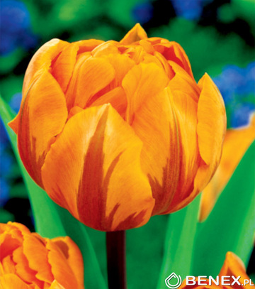 Kapers Tulipa - Tulipan Orange Princess 11/12 5 Szt.