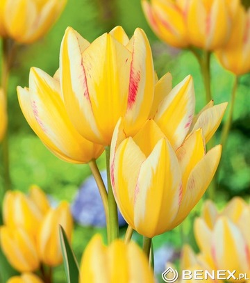 Kapers Tulipa - Tulipan Antoinette 11/12 5 Szt.