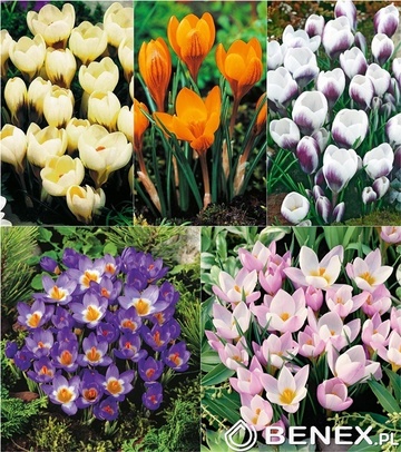 Showbox Crocus - Krokus Wiosenny "2"  5/7  750 Szt.