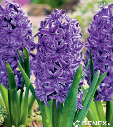 Singiel Hyacinthus - Hiacynt Pełny Lili Purple 15/16 20 Szt.