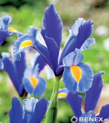 Singiel Iris - Kosaciec  Holenderski Saphire Beauty 8/+ 100 Szt.