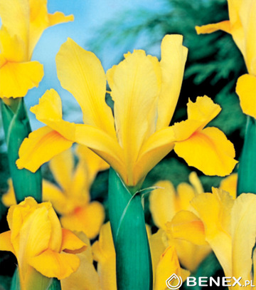 Singiel Iris - Kosaciec  Holenderski Golden Harvest 8/+ 100 Szt.
