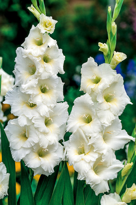 Gladiolus - Mieczyk Nova Zembla 12/14 1 Szt.
