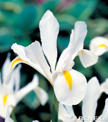 Singiel Iris - Kosiaciec  Holenderski White Exelsior 8/+ 100 Szt.