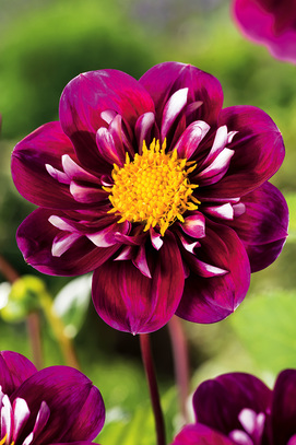 Singiel Dahlia - Dalia Impression Fantastico I 8 Szt.