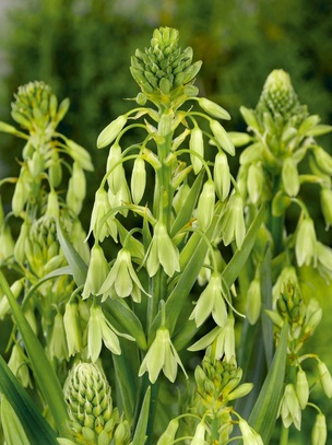 Singiel Galtonia Viridiflora - Galtonia Zielonokwiatowa 12/14 10 Szt.