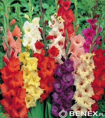 Kapers Gladiolus - Mieczyk Wielkokwiatowy Mix 10/12 7 Szt.