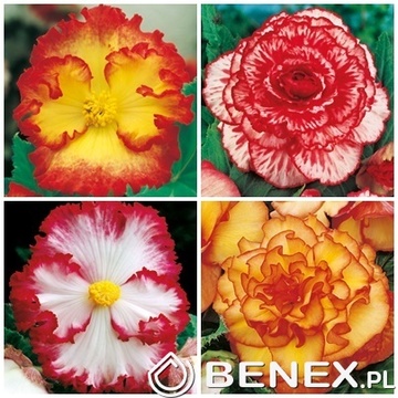 Zestaw Kapersów Display Begonia Dwukolorowa - 40 kapersów