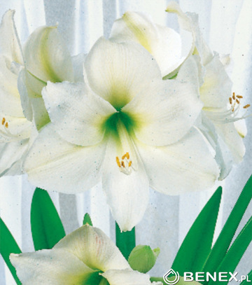 Hippeastrum- Amarylis Mount Blanc 22/24 1 Szt.