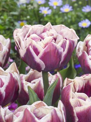 Tulipa - Tulipan Wyndham 11/12 1 Szt.