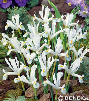 Singiel Iris Reticulata - Kosiaciec Żyłkowany White 5/+ 100 Szt.