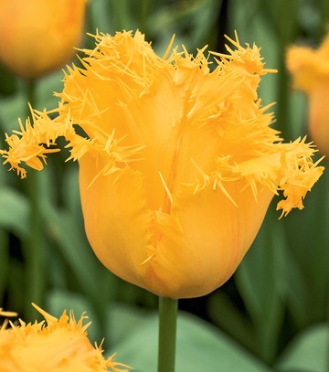 Tulipa - Tulipan Yellow Valery 11/12 1 Szt.