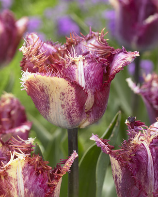 Tulipa - Tulipan Color Fusion 11/12 1 Szt.