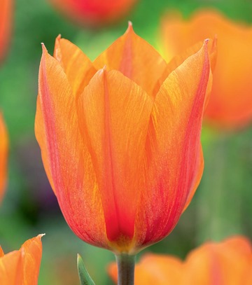 Tulipa - Tulipan El Nino 11/12 1 Szt.