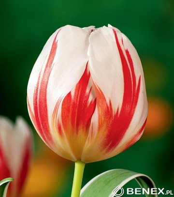 Tulip - Tulipan Happy Generation 11/12 1 Szt.