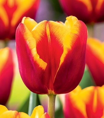 Tulipa - Tulipan Red - Yellow 10/11 1 Szt.