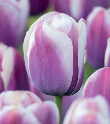 Singiel Tulipa - Tulipan Purple - White 10/11 50 Szt.