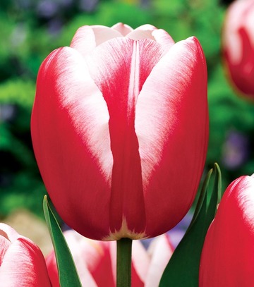 Singiel Tulip - Tulipan Red - White 12/+ 50 Szt.