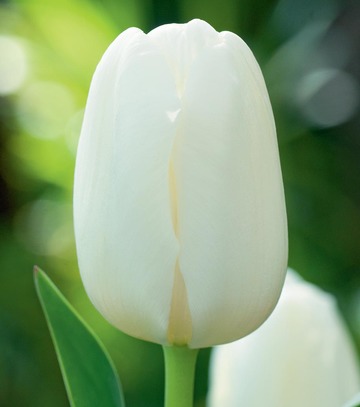 Kapers Tulipa - Tulipan  White 10/11 5 Szt.
