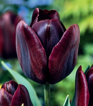 Kapers Tulipa - Tulipan  Black 12/+ 5 Szt.