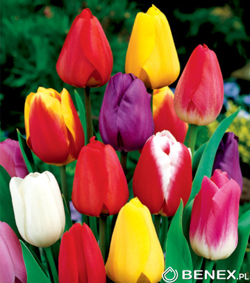 Kapers Tulip - Tulipan Pojedynczy Mix 10/11 5 Szt.