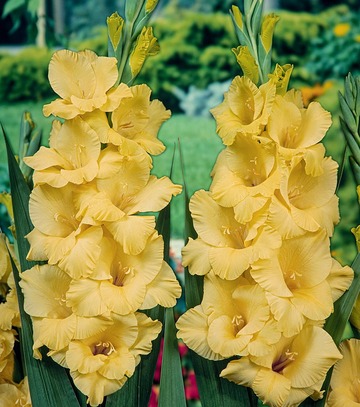 Gladiolus - Mieczyk Bono 12/14 1 Szt.