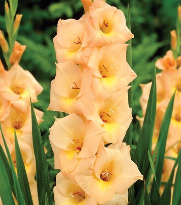 Gladiolus - Mieczyk Esta Bonita 12/14 1 Szt.