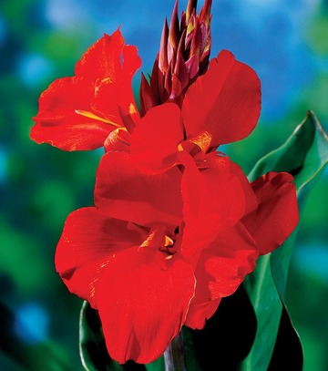 Singiel Canna - Paciorecznik Cherry Red I 8 Szt.