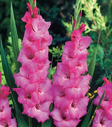 Singiel Gladiolus - Mieczyk Fidelio 14/+ 60 Szt.