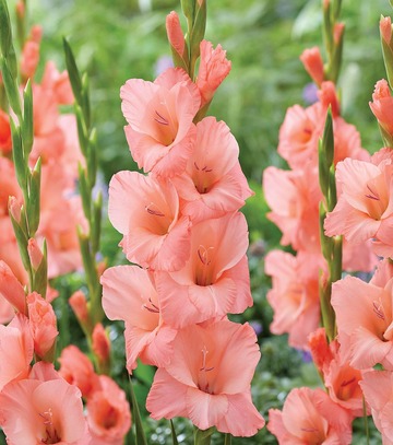 Singiel Gladiolus - Mieczyk Fortarosa 12/14 60 Szt.