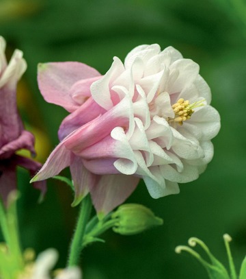 Singiel Aquilegia - Orlik Pink Pettitcoat I 8 Szt.
