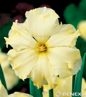 Singiel Narcissus - Narcyz Cassata 12/14 30 Szt.